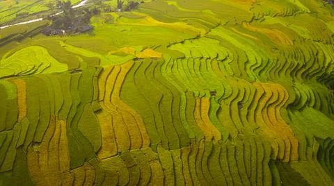 Aerial view of rice fields planted in steps Stock Photos