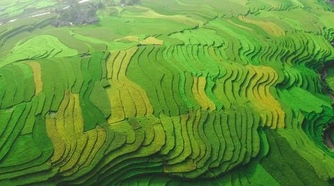 Aerial view of rice fields planted in steps Stock Photos