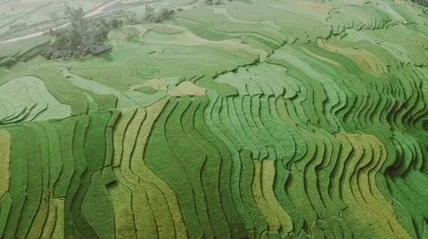 Aerial view of rice fields planted in steps Foto stock