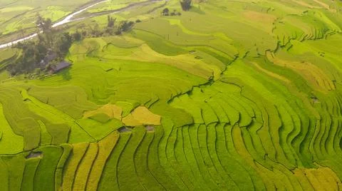 Aerial view of rice fields planted in steps Stock Photos