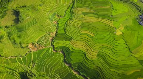 Aerial view of rice fields planted in steps Stock Photos