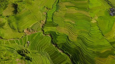 Aerial view of rice fields planted in steps Stock Photos