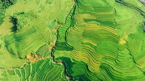 Aerial view of rice fields planted in steps Stock Photos