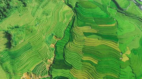 Aerial view of rice fields planted in steps Stock Photos