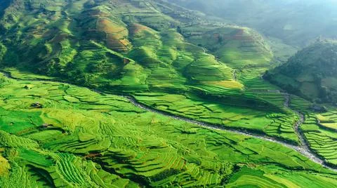 Aerial view of rice fields planted in steps Stock Photos