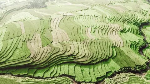 Aerial view of rice fields planted in steps Foto stock