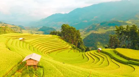 Aerial view of rice fields planted in steps Foto stock