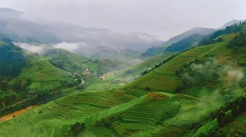 Aerial view of rice fields planted in steps Stock Photos