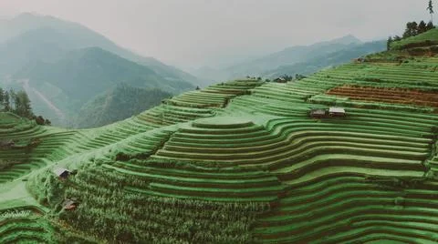 Aerial view of rice fields planted in steps Stock Photos