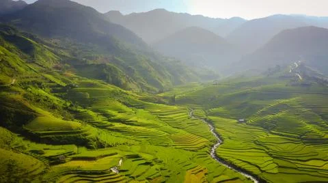 Aerial view of rice fields planted in steps Stock Photos