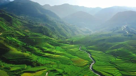 Aerial view of rice fields planted in steps Stock Photos