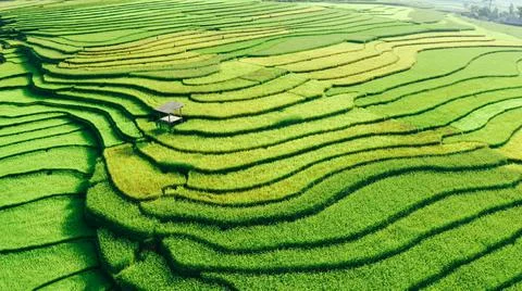 Aerial view of rice fields planted in steps Foto stock
