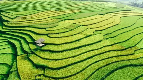Aerial view of rice fields planted in steps Stock Photos