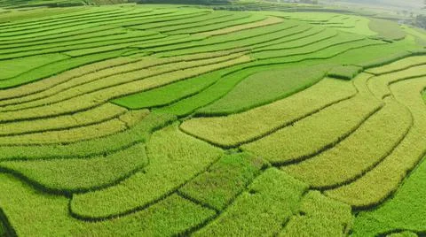 Aerial view of rice fields planted in steps Foto stock