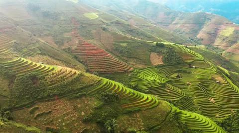 Aerial view of rice fields planted in steps Stock Photos