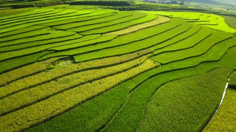 Aerial view of rice fields planted in steps Stock Photos
