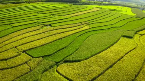 Aerial view of rice fields planted in steps Stock Photos