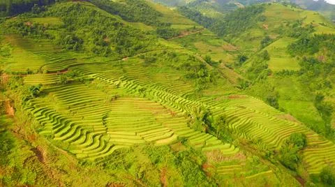 Aerial view of rice fields planted in steps Stock Photos