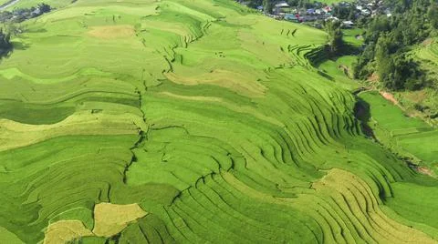 Aerial view of rice fields planted in steps Stock Photos