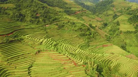 Aerial view of rice fields planted in steps Stock Photos