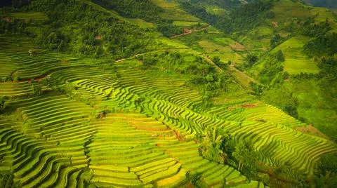 Aerial view of rice fields planted in steps Stock Photos