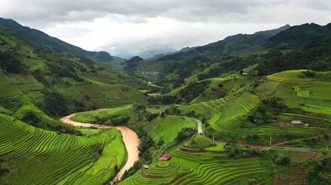 Aerial view of rice fields planted in steps Stock Photos