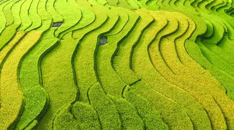 Aerial view of rice fields planted in steps Stock Photos