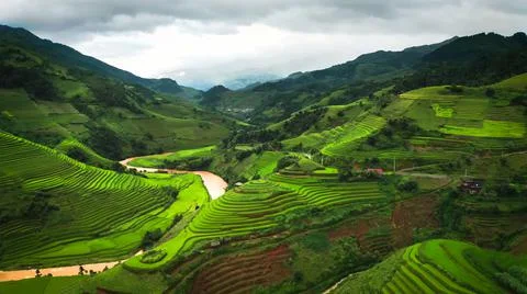 Aerial view of rice fields planted in steps Stock Photos
