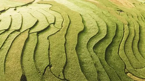 Aerial view of rice fields planted in steps Stock-Fotos