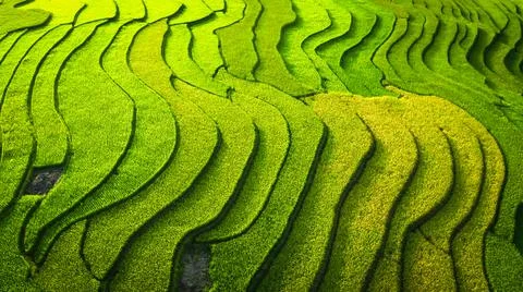 Aerial view of rice fields planted in steps Stock Photos