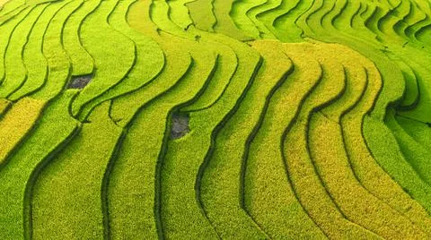 Aerial view of rice fields planted in steps Stock-Fotos