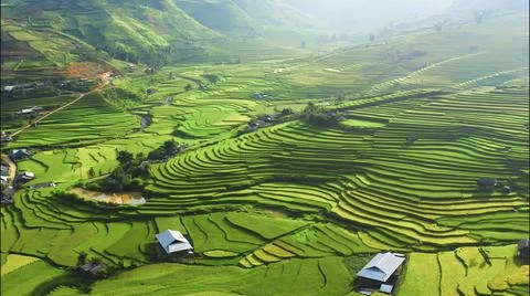 Aerial view of rice fields planted in steps Stock Photos