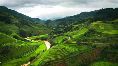 Aerial view of rice fields planted in steps Foto stock