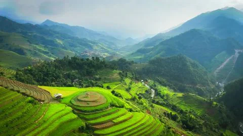 Aerial view of rice fields planted in steps Stock Photos