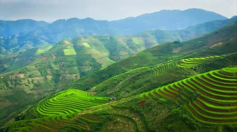 Aerial view of rice fields planted in steps Stock Photos