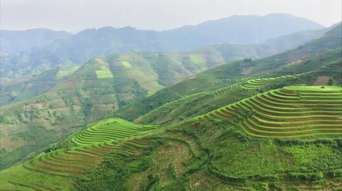 Aerial view of rice fields planted in steps Foto stock