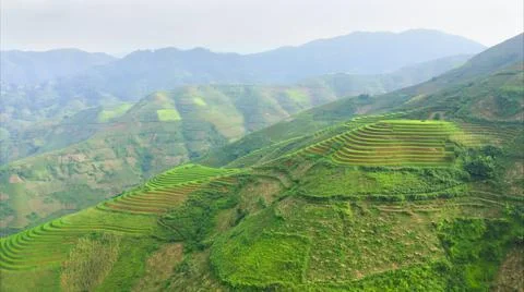Aerial view of rice fields planted in steps Stock Photos