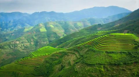 Aerial view of rice fields planted in steps Stock Photos