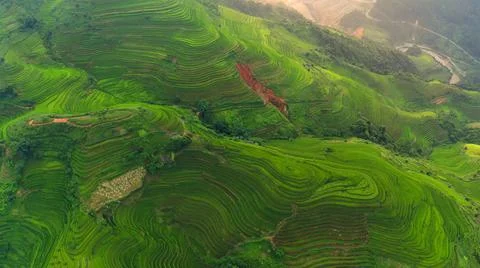 Aerial view of rice fields planted in steps Stock Photos