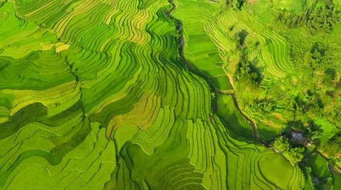 Aerial view of rice fields planted in steps Foto stock