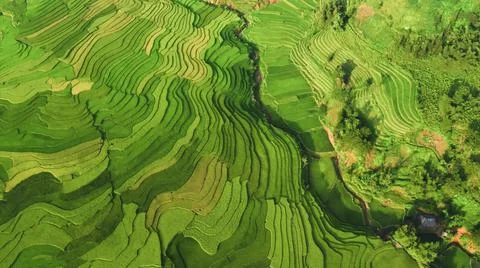 Aerial view of rice fields planted in steps Foto stock