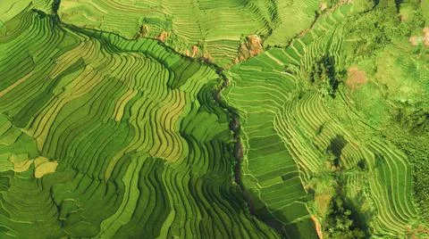 Aerial view of rice fields planted in steps Foto stock