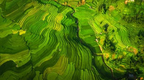 Aerial view of rice fields planted in steps Stock Photos