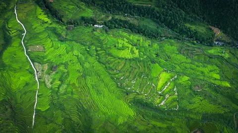 Aerial view of rice fields planted in steps Stock Photos