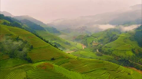 Aerial view of rice fields planted in steps Stock Photos