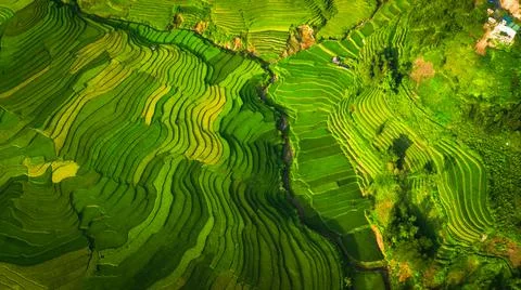 Aerial view of rice fields planted in steps Stock Photos