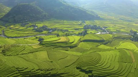 Aerial view of rice fields planted in steps Stock Photos
