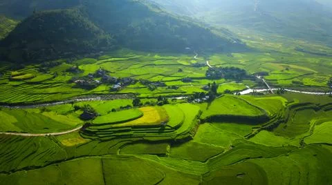Aerial view of rice fields planted in steps Stock Photos