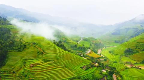 Aerial view of rice fields planted in steps Stock Photos