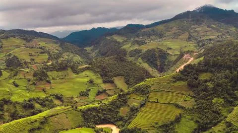 Aerial view of rice fields planted in steps Stock Photos